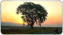 Almora Summer Packages