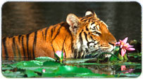 Corbett Summer Packages