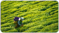 Darjeeling Summer Packages