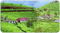 Munnar Summer Packages