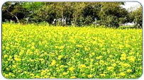 Punjab Summer Packages