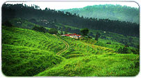 Ranikhet Summer Packages 