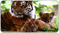 Ranthambore Summer Packages
