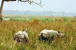 Hotels in Corbett National Park 