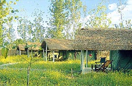 Jungle Brook Camp Resort 