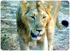 Wildlife Safari in Gujarat