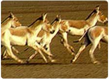 Wildlife Safari in Gujarat
