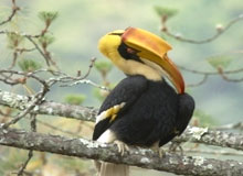 Birding In Assam & Meghalaya