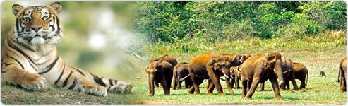 Wildlife Tour of Madhya Pradesh 