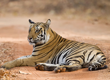 Central India Wildlife Tour