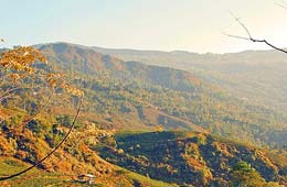 Glenburn Tea Estate Tour, Glenburn Tea Estate Darjeeling