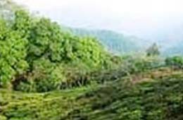 Glenburn Tea Estate Darjeeling, Glenburn Tea Estate Tour Darjeeling West Bengal