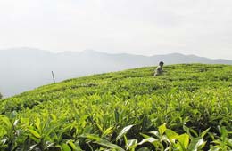 Kerala Tea Estate Tour, Tea Estate Tour to Kerala
