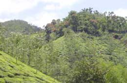 Kerala Tea Estate Tour India