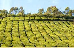 Munnar Tea Estate Tour, Tea Estate Tour to Munnar Kerala, Munnar Tea Estate Tour India