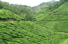 Munnar Tea Estate Travel Kerala, Tea Estate Tour to Munnar Kerala