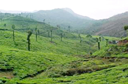 North East India Tea Estate Tour, Tea Estate Tour To North East India 
