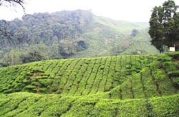 North East India Tea Estate Tour, North East India Tea Estate Tour India, Glenburn Tea Estate Tour