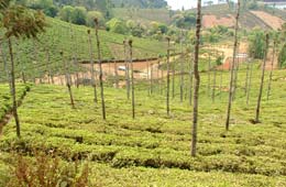 Ooty Tea Estate Tour, Tea Estate Tour To Ooty Tamil Nadu