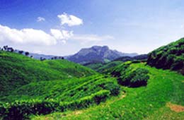 Ooty Tea Estate Tour India, Ooty Tea Estate Travel