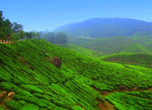 South India Tea Estate