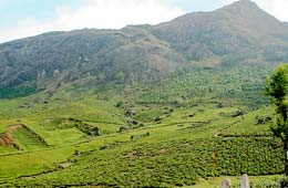 Tea Estates in Assam