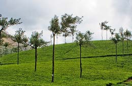 Assam Tea Estaes Tour