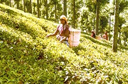 Tea Estates in Nilgiri, Nilgiri Tea Estates Tamil Nadu
