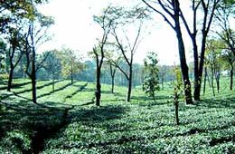 Tea Producing Regions in India
