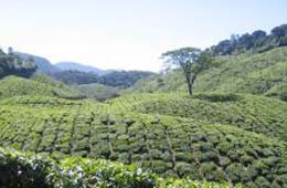 Tea Producing States In India