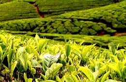Tea Production procedure in India, Indian Tea Production