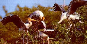 Karera Bird Sanctuary