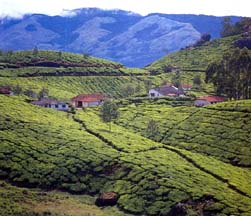 Munnar - Tea Plantations