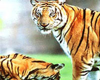 Splendour of Golden Triangle with Tigers