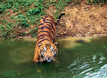 Splendour of Golden Triangle with Tigers