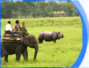 India Safari Tours