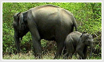 Karnataka Wildlife Tour