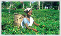 Kerala Tea Estate Tour