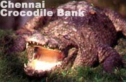 Chennai Crocodile Bank