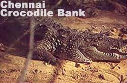 Chennai Crocodile Bank