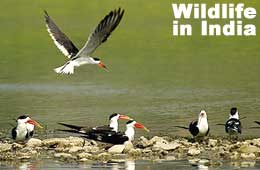 Wildlife in India