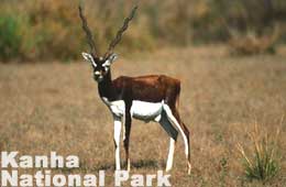 Bhopal Private 3-Day Kanha National Park Tour 2023
