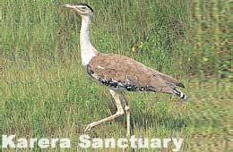 Karera Wildlife Sanctuary