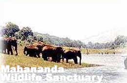 Mahananda Wildlife Sanctuary - Siliguri