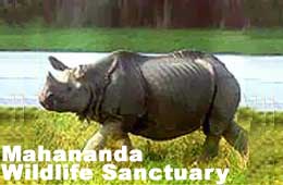 Mahananda Wildlife Sanctuary - Siliguri