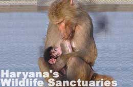 Haryana's Wildlife Sanctuaries