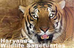 Haryana's Wildlife Sanctuaries