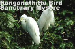 Ranganathittu Bird Sanctuary Mysore 