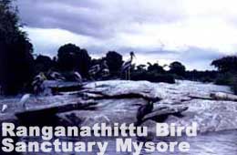 Ranganathittu Bird Sanctuary Mysore 