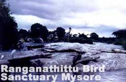 ranganathittu sanctuary bird wildlife mysore india